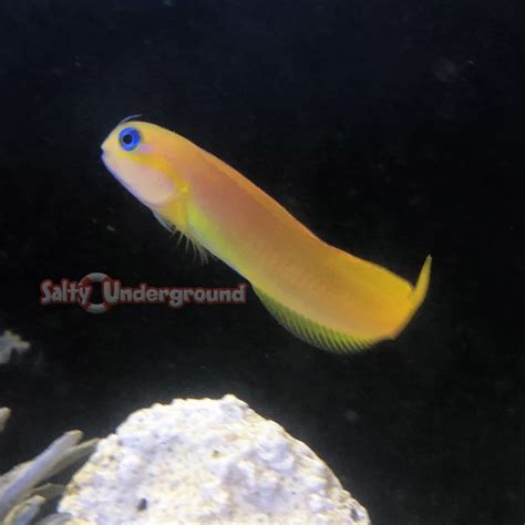 african midas blenny